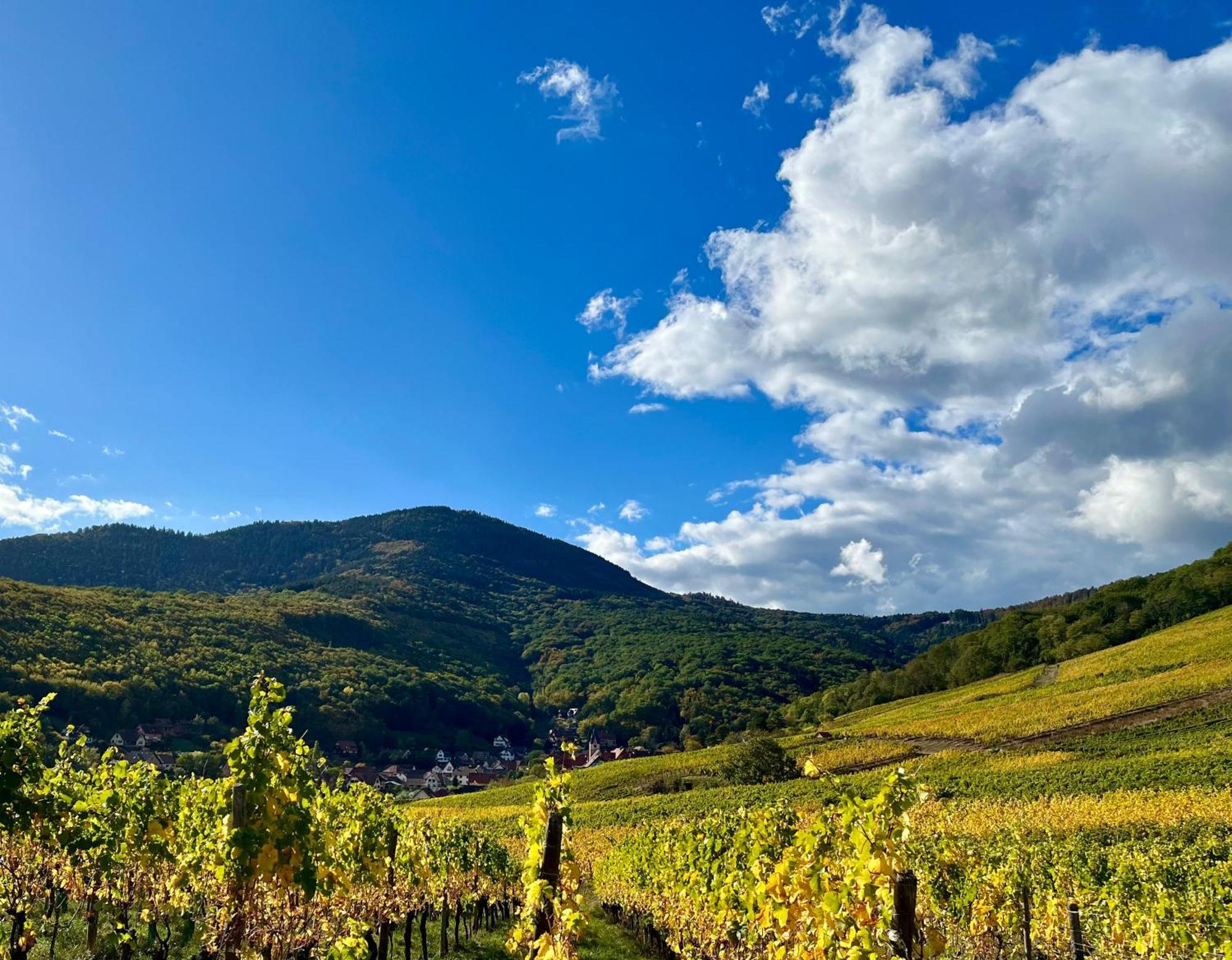 Chambre Du Vigneron - Domaine Leon Bleesz Reichsfeld Exterior foto